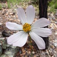 Cosmos pringlei image