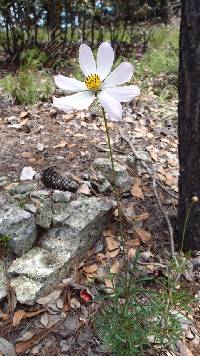 Cosmos pringlei image