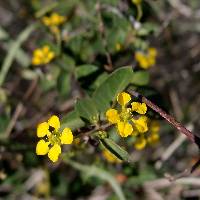 Cottsia californica image