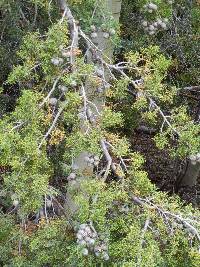 Cupressus montana image