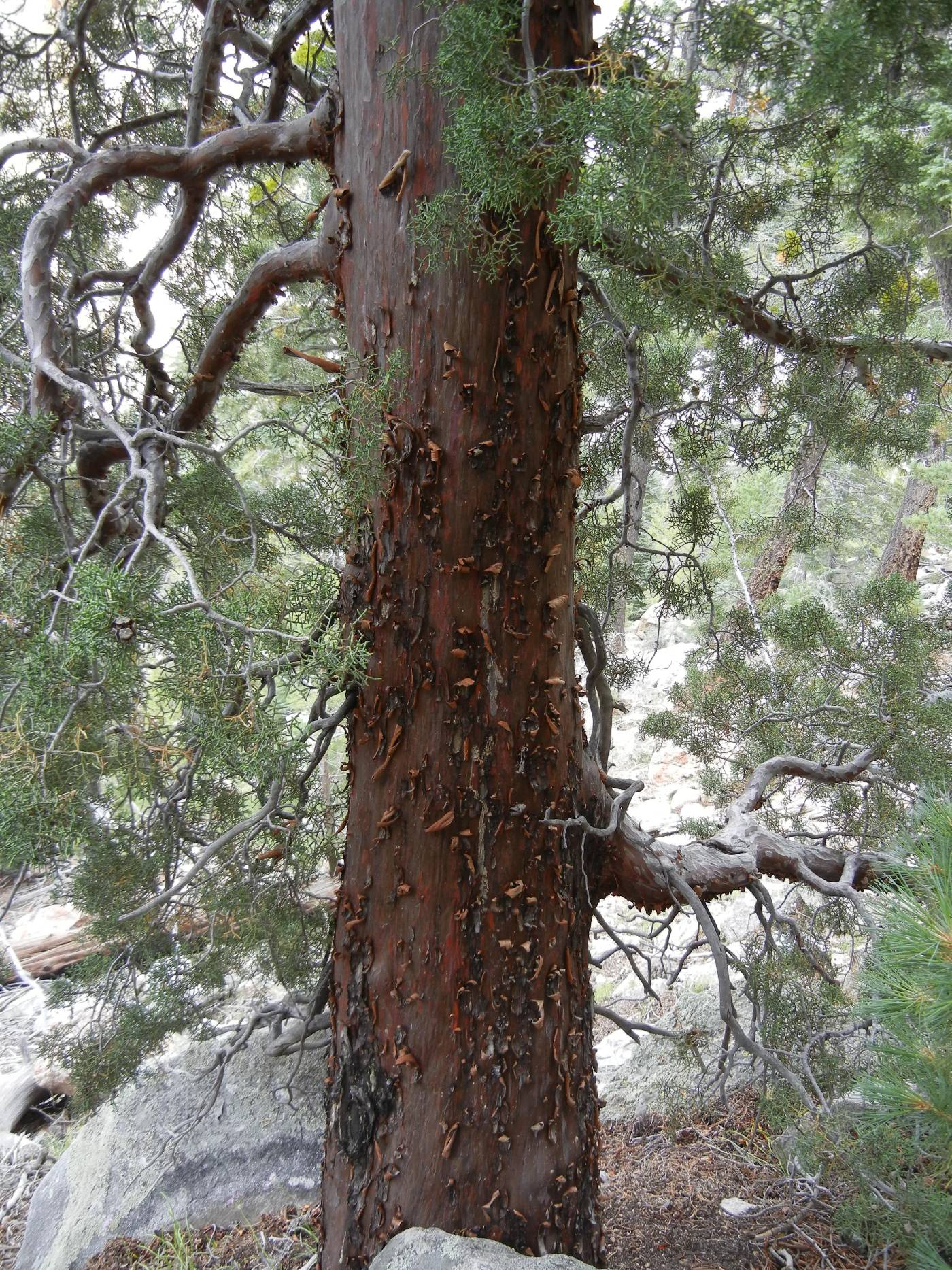 Cupressus montana image