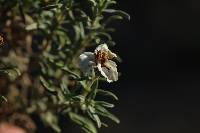 Zinnia acerosa image