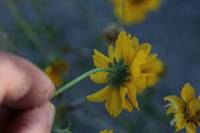 Encelia farinosa image