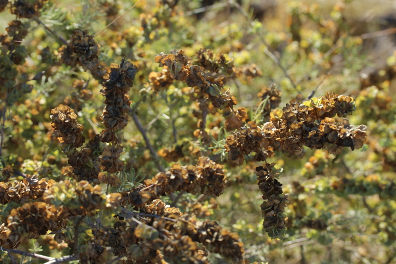 Atriplex linearis image