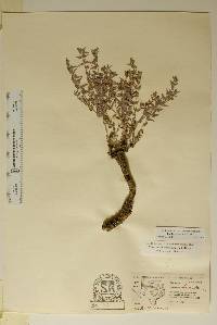Euphorbia acuta image