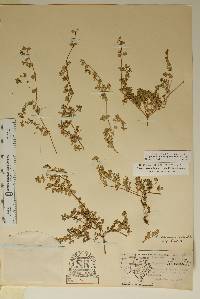 Euphorbia albomarginata image