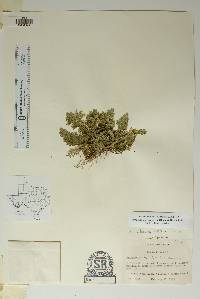 Selaginella lepidophylla image