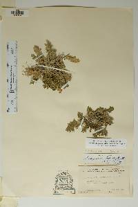 Selaginella lepidophylla image