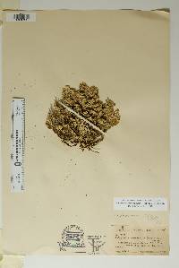 Selaginella lepidophylla image