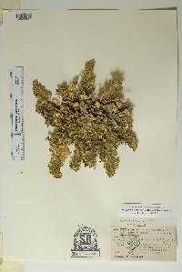 Selaginella lepidophylla image