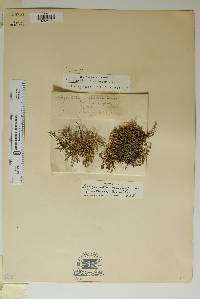 Selaginella mutica var. limitanea image