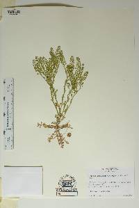 Lepidium lasiocarpum var. wrightii image