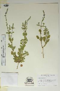 Verbena plicata image