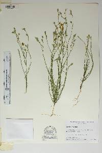 Linum berlandieri image