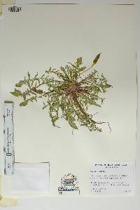 Oenothera triloba image