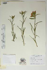 Castilleja rigida image