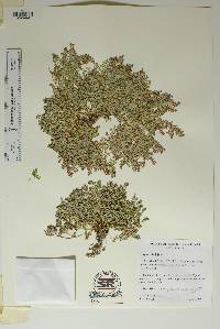 Euphorbia jejuna image