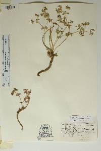 Euphorbia perennans image
