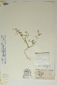 Euphorbia golondrina image