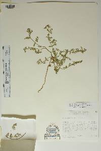 Euphorbia golondrina image
