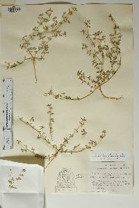Euphorbia golondrina image