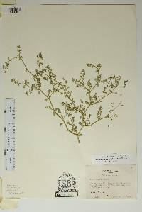 Euphorbia golondrina image