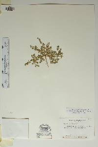 Euphorbia theriaca image