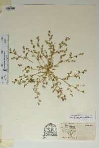 Euphorbia theriaca image