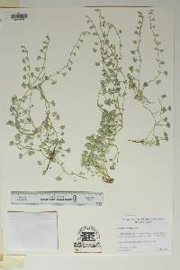 Dichondra argentea image