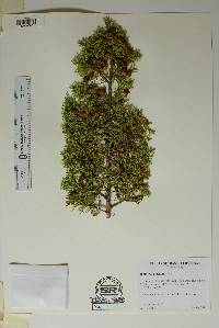 Juniperus pinchotii image