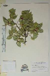 Celtis reticulata image