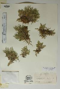 Selaginella x neomexicana image