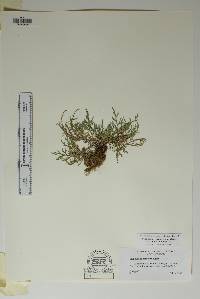 Selaginella x neomexicana image