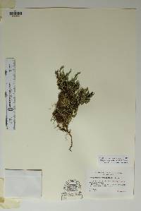 Selaginella peruviana image