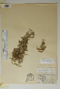 Selaginella peruviana image