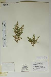 Selaginella peruviana image