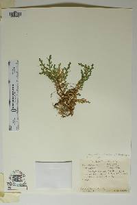 Selaginella peruviana image