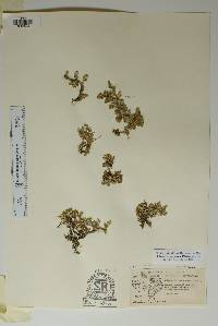 Selaginella peruviana image