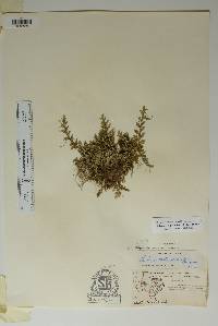 Selaginella peruviana image