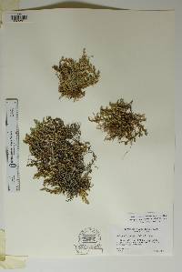 Selaginella peruviana image