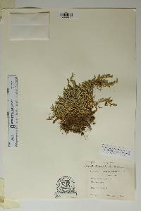 Selaginella peruviana image