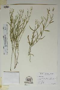 Mirabilis linearis image