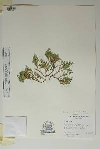 Selaginella rupincola image