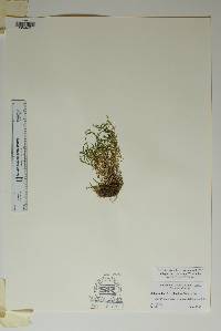 Selaginella viridissima image