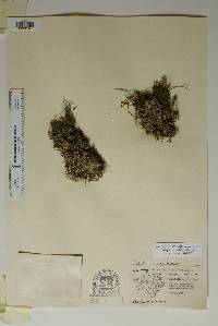 Selaginella wrightii image