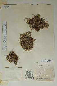 Selaginella wrightii image