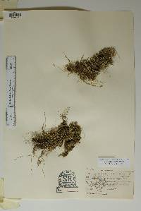 Selaginella wrightii image