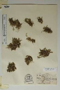 Selaginella wrightii image