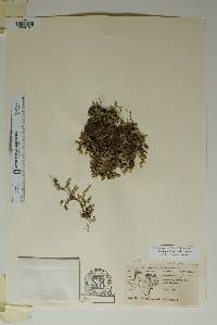 Selaginella wrightii image