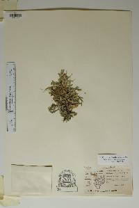 Selaginella wrightii image